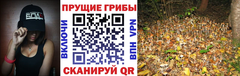 Галлюциногенные грибы Psilocybine cubensis  купить наркоту  Мирный 